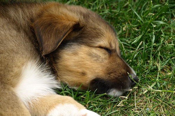 Puppy dog sleeping in the grass
