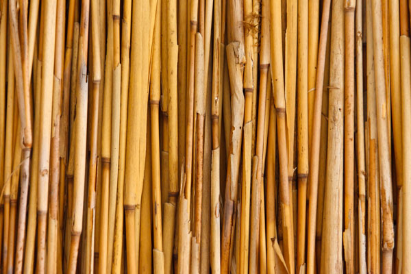 Bundle of bamboo