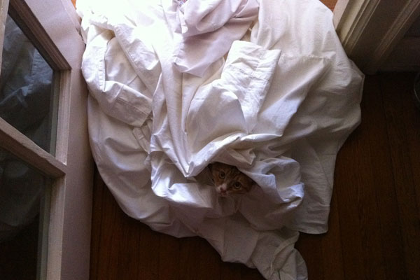 Cat in dirty sheets