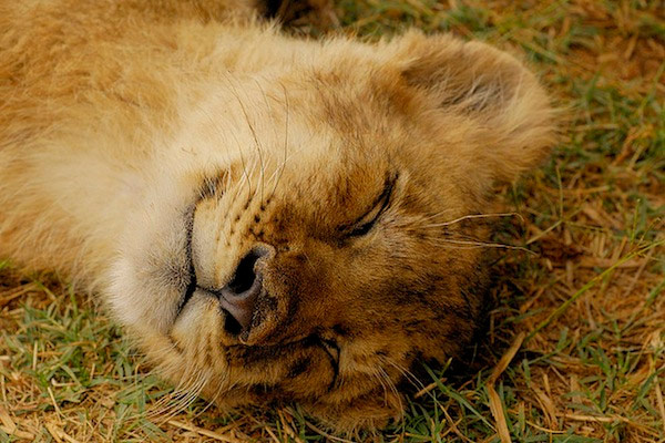 lion sleeping in grass